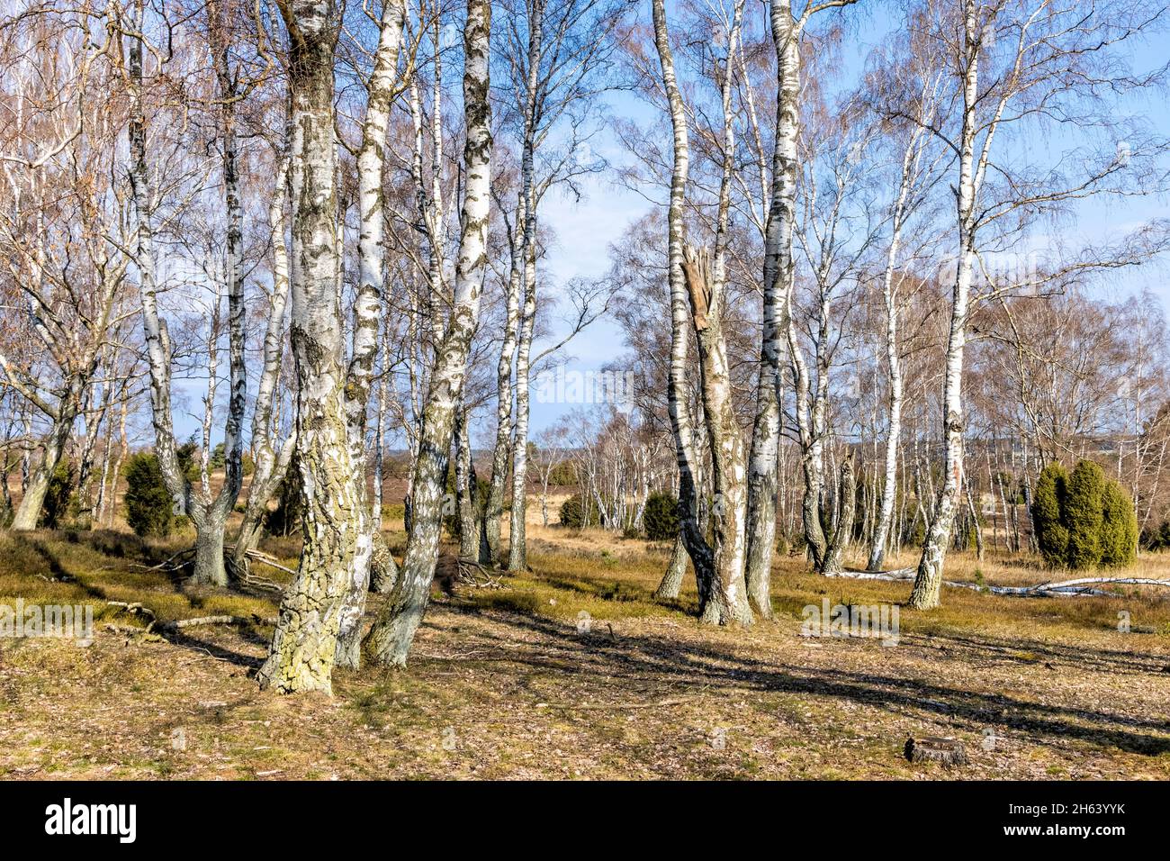 Birkenhain in der lüneburger Heide im Frühjahr Stockfoto