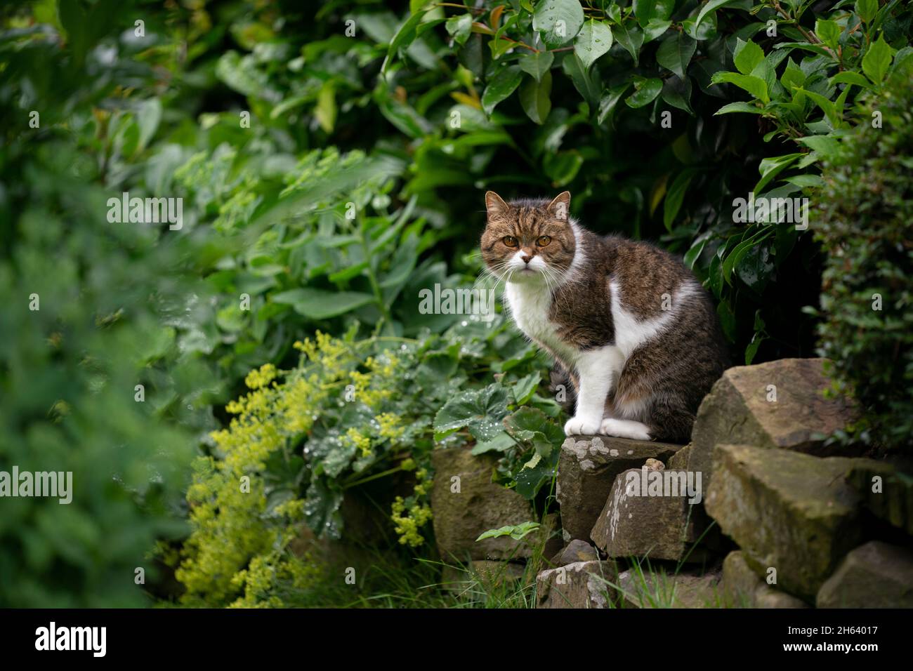 Tabby weiße britische Kurzhaarkatze sitzt auf Natursteinmauer im grünen Garten und beobachtet den Hinterhof Stockfoto