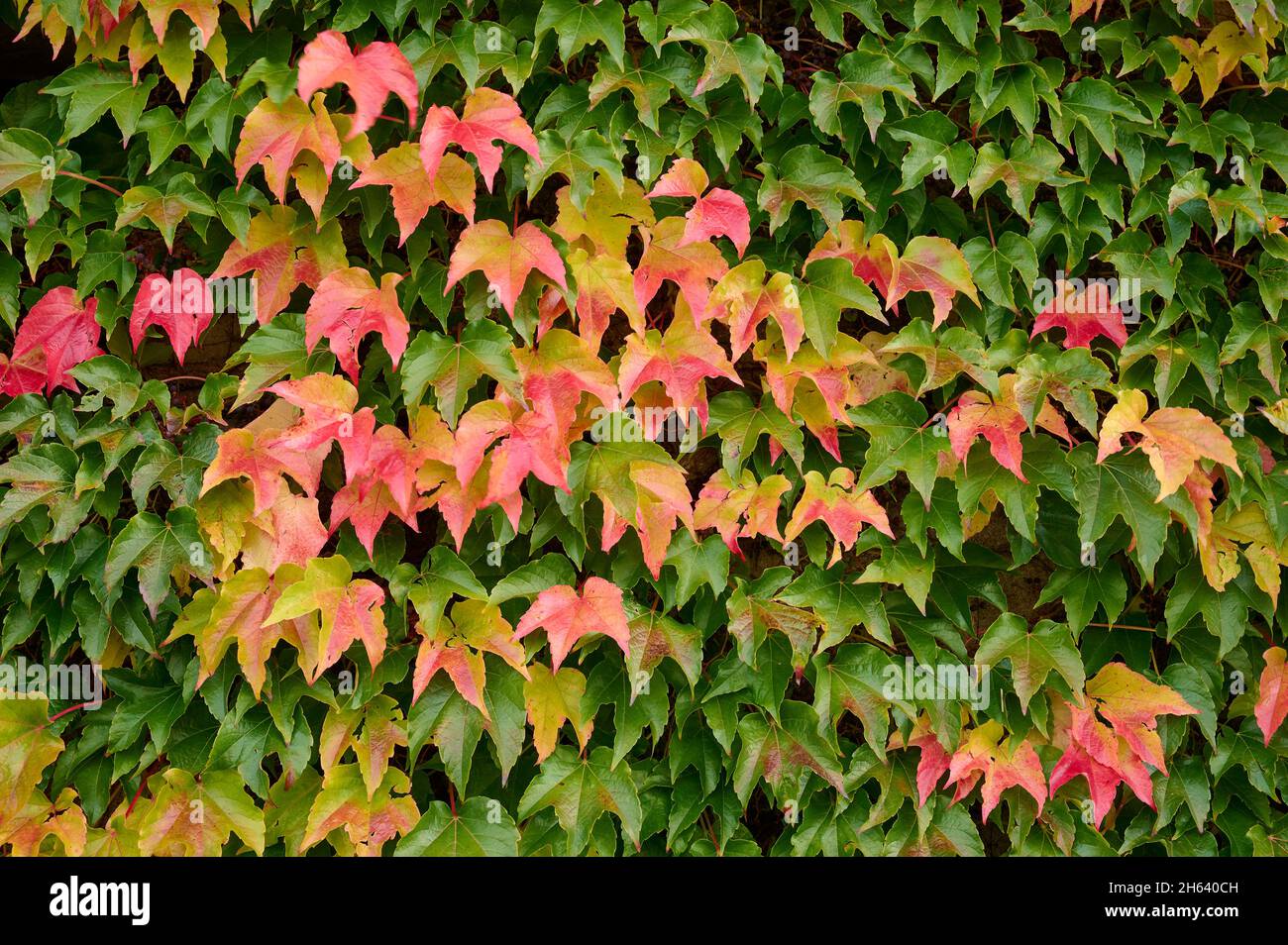 Wilde Traube, selbstkletternde Jungfernreben, farbenfroh, Herbst Stockfoto