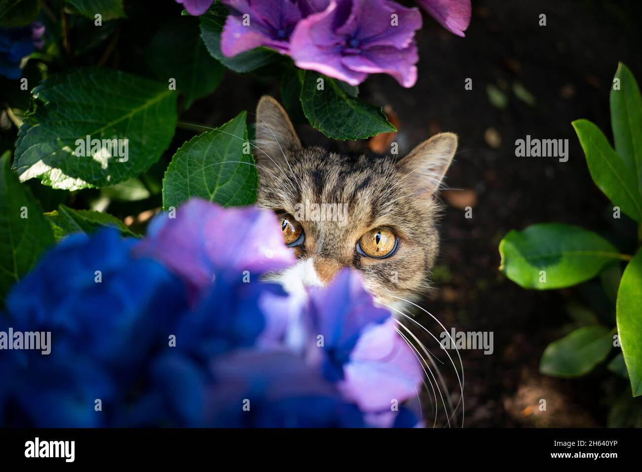 Schüchterne gestromte weiße britische Kurzhaarkatze, die sich unter einer blühenden Hortensienpflanze im Freien versteckt Stockfoto