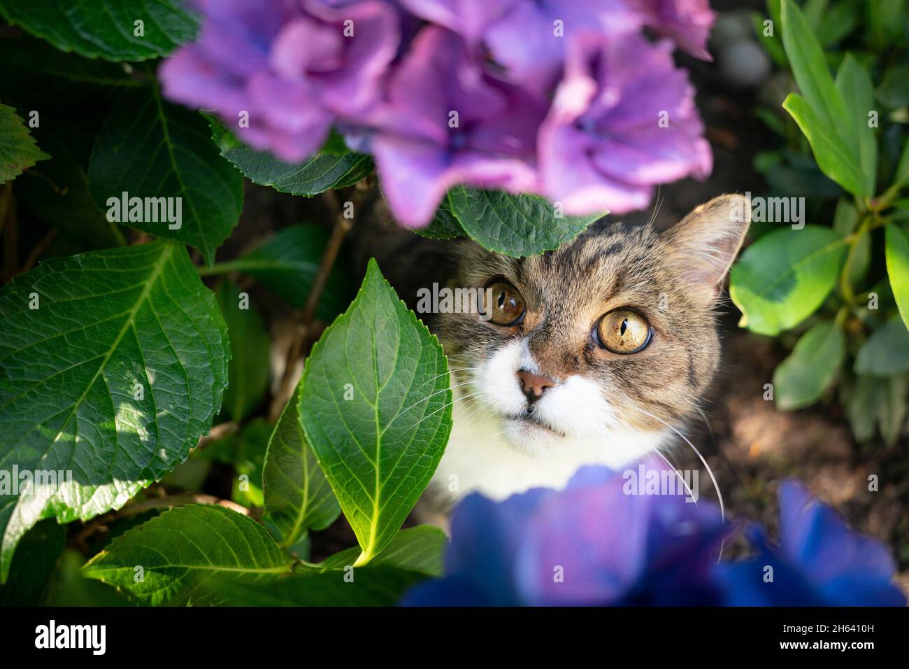 Schüchterne gestromte weiße britische Kurzhaarkatze, die sich unter einer blühenden Hortensienpflanze im Freien versteckt Stockfoto