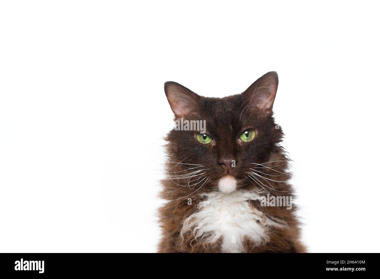 Schokoladenweiße laperm-Katze mit lockigem Langhaarpelz und grünen Augen, die auf weißem Hintergrund isoliert auf die Kamera blicken Stockfoto