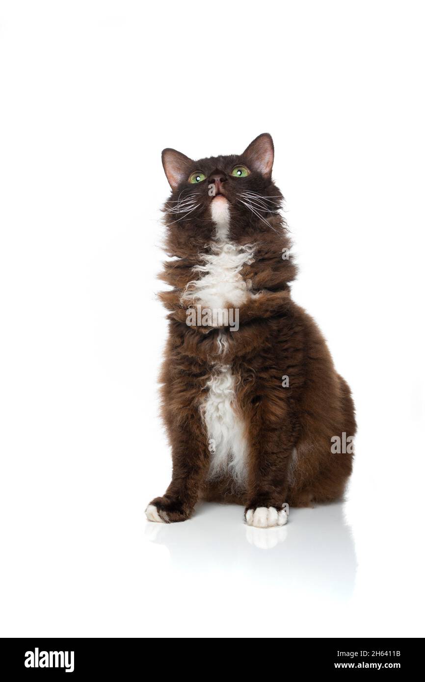 Schokoladenweiße laperm-Katze mit lockigem Langhaar-Fell, das neugierig isoliert auf weißem Hintergrund aufschaut Stockfoto