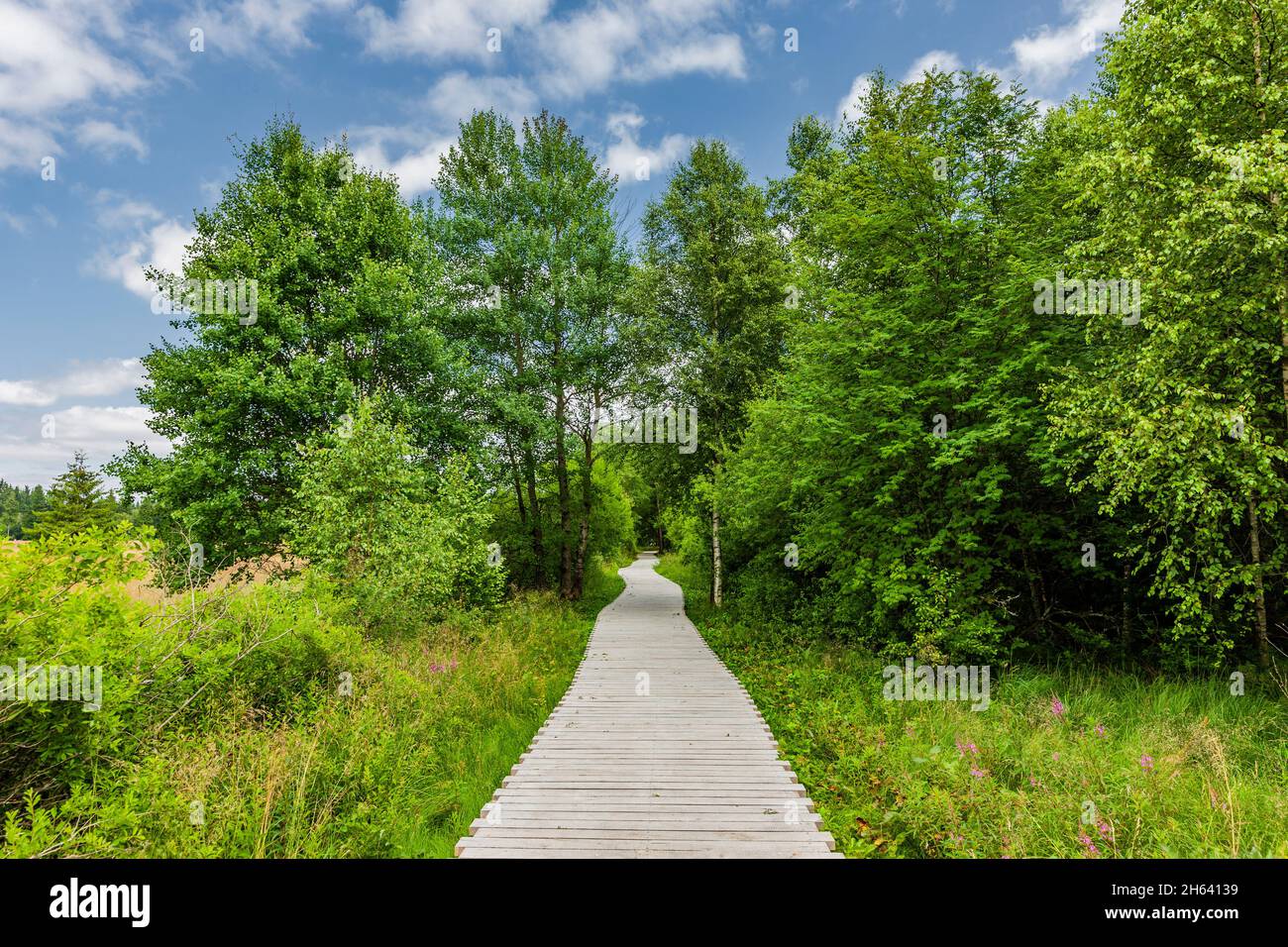 Holzweg durch das schwarze Moor in der rhön Stockfoto