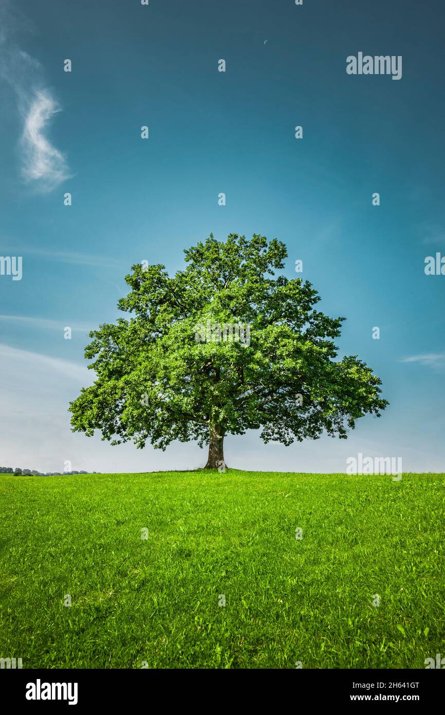 Grüner Baum auf einem Hügel Stockfoto