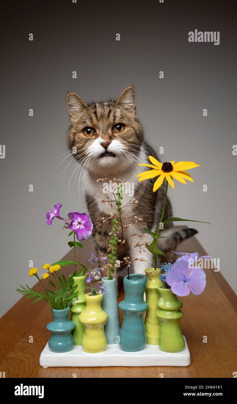 Eine weiße Katze mit Tabby, die hinter einer Blumenvase sitzt, und verschiedene potenziell giftige Pflanzen, die getifert wirken Stockfoto