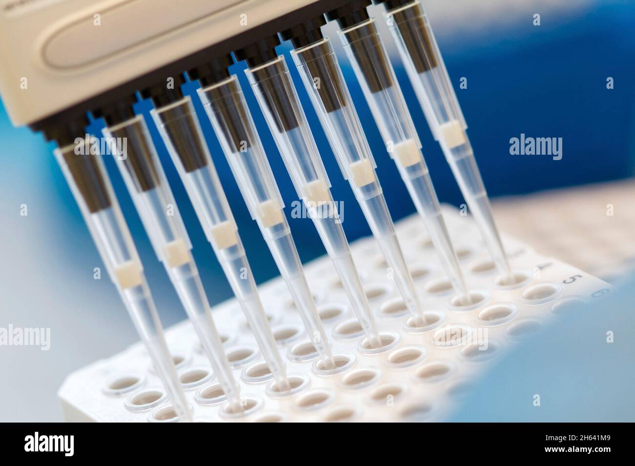 Forscher pipettieren sars Cov-2-Proben mit einer Mehrkanalpipette auf eine Platte Stockfoto