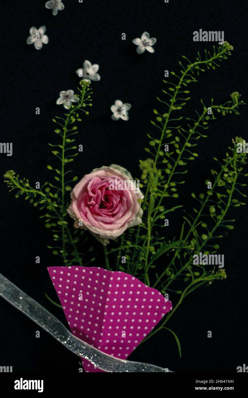 Einzelne Rose auf schwarzem Hintergrund, weiße Blumen, Dekoration Stockfoto