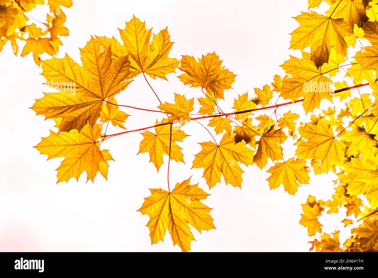 goldene Blätter eines Ahornbaums im Herbst Stockfoto