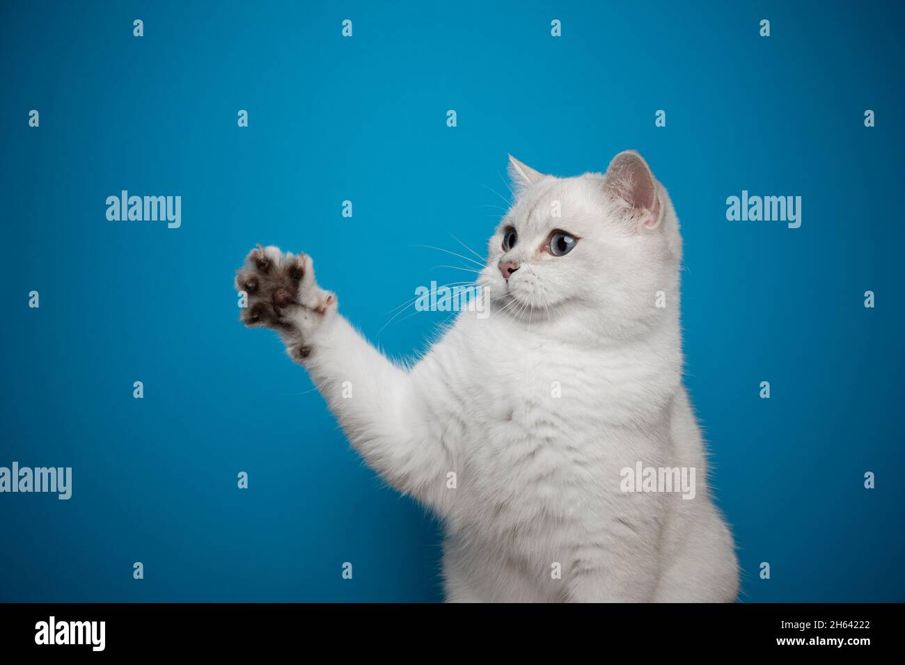 Verspielte weiße britische Kurzhaarkatze, die die Pfote hebt, zeigt Krallen auf blauem Hintergrund mit Platz für Kopien Stockfoto