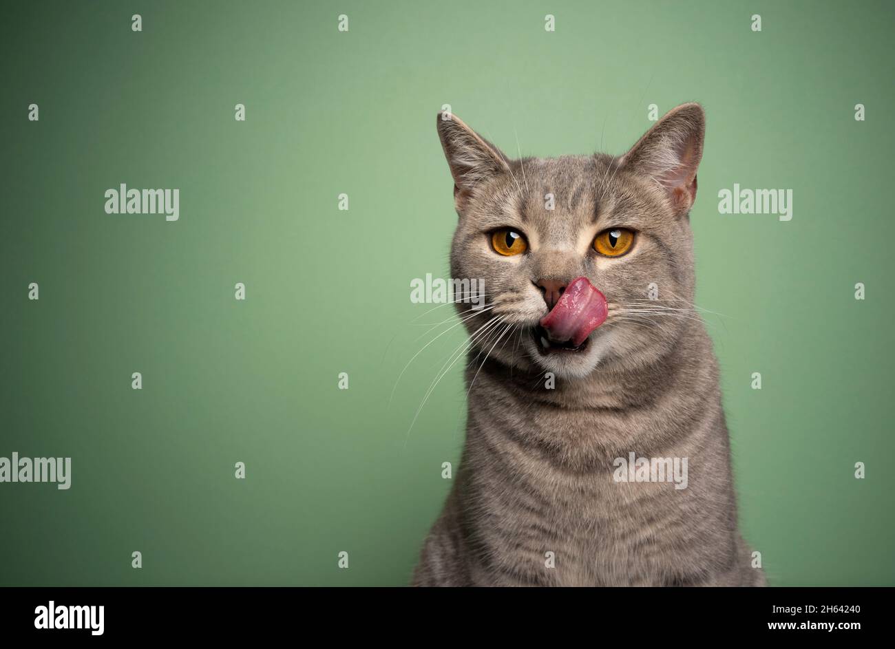 Hungrige tabby britische Kurzhaar-Katze leckt Lippen Porträt auf grünem Hintergrund mit Kopierraum Stockfoto