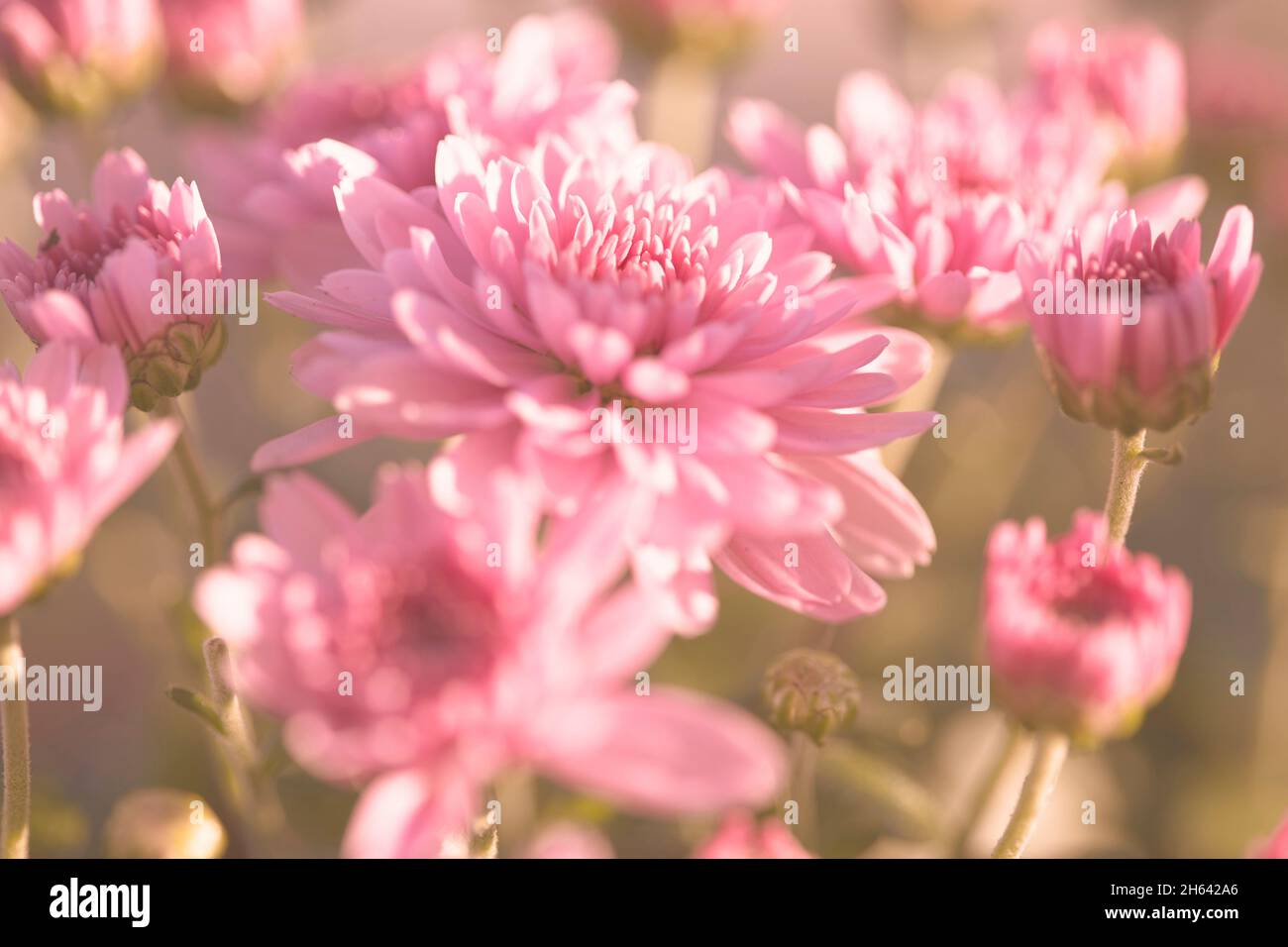 Rosa Blüten in einem weichen Morgenlicht Stockfoto