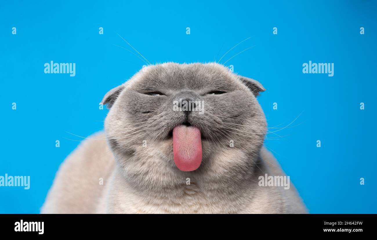 Lustiges Porträt einer blauen Punkt schottischen Falte Katze ragt aus lange  Zunge auf blauem Hintergrund mit Kopierraum Stockfotografie - Alamy