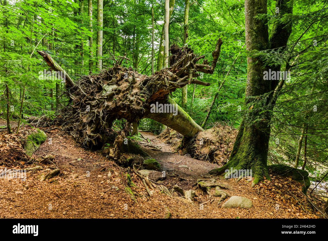 Wanderweg mit gefallenen Bäumen im Wald Stockfoto