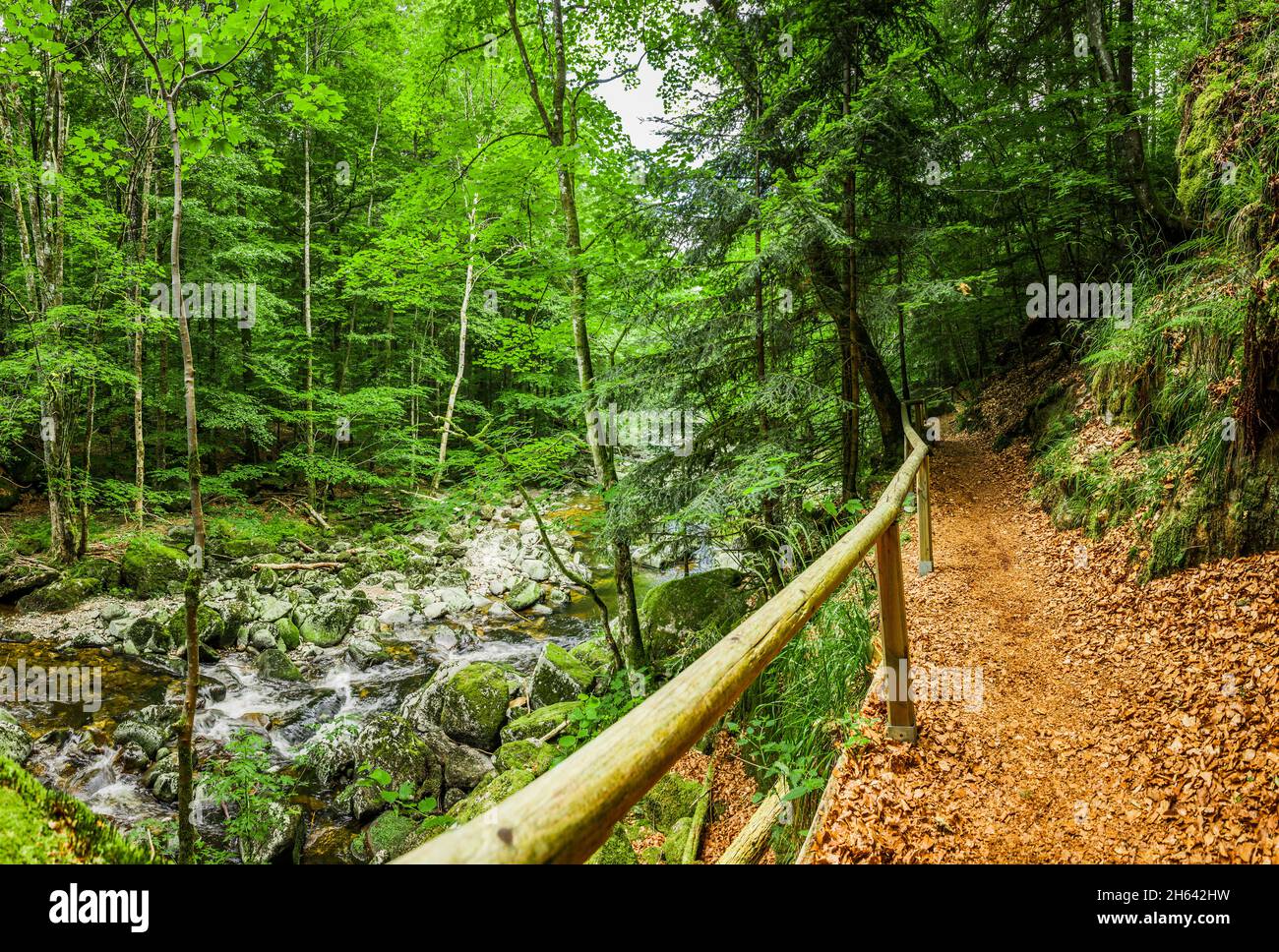 Wanderweg auf der buchberger Leite im bayerischen Wald Stockfoto