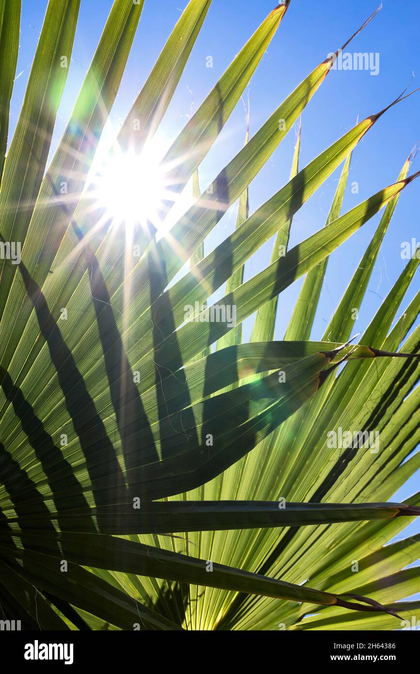 Die Sonne scheint durch grüne Palmenblätter Stockfoto