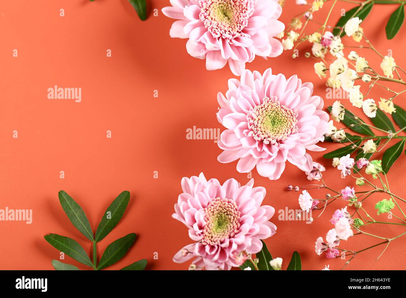 Rosa Chrysanthemen mit grünen Zweigen auf beigefarbenem Hintergrund. Zarte Herbstblumen. Botanische Blume Hintergrund. Stockfoto