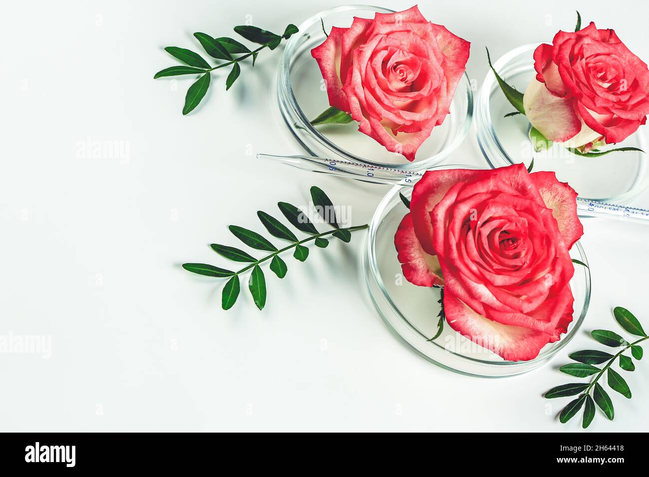 Beauty Hintergrund Make-up kosmetisches Produkt, mit grünem Blatt und rosa Rose in einer Petrischale. Bio-Naturkosmetik-Konzept. Weicher, selektiver Fokus... Stockfoto