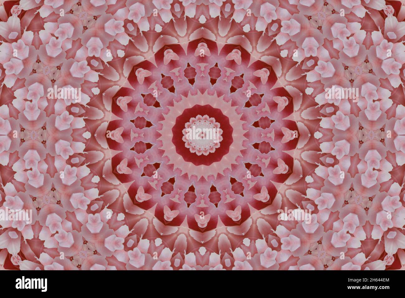 Konzentrisches Makro in der Mitte der Blumen. Kaleidoskopisches Design von Mandala. Esoterisches Zauberkonzept Stockfoto