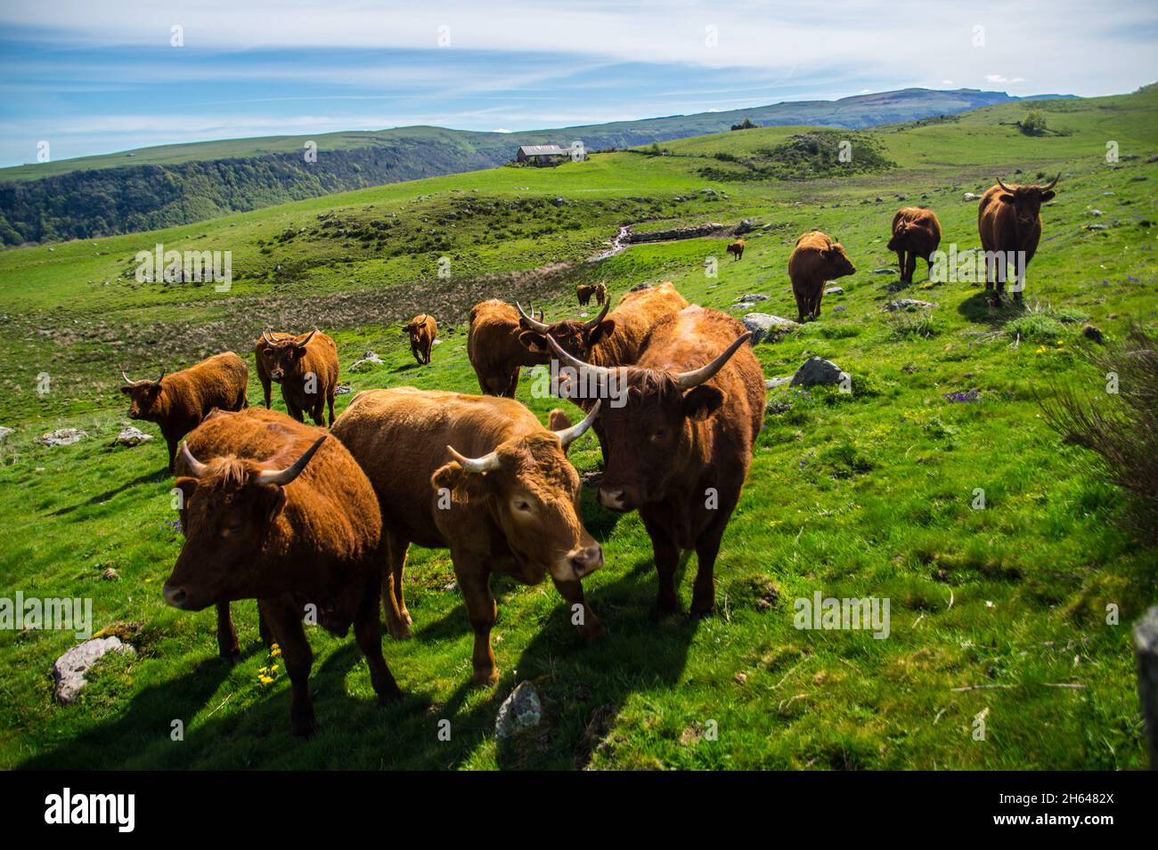 Kühe auf den grasbewachsenen Hügeln auf dem Land in Frankreich Stockfoto