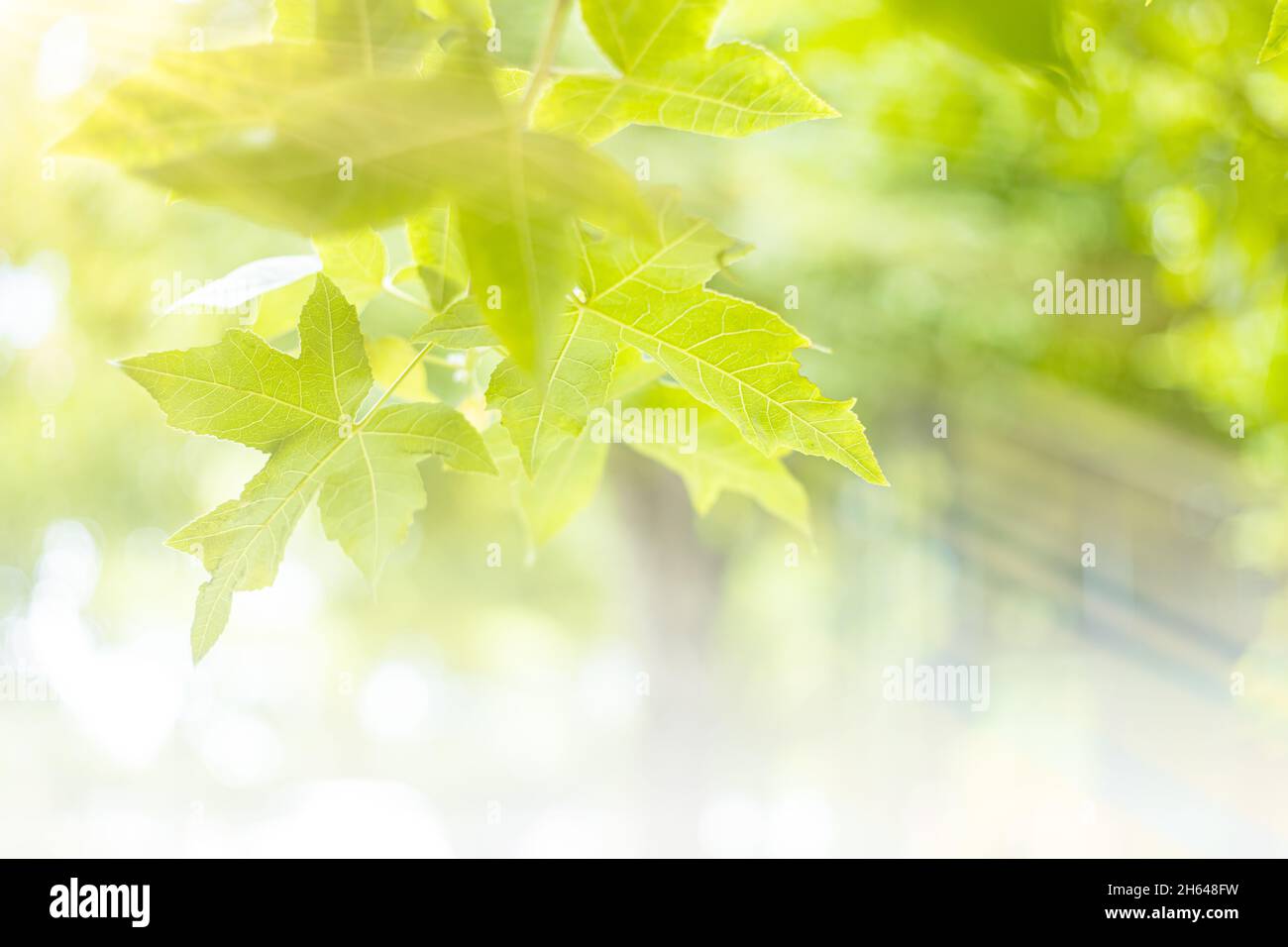 Blur grünen Blatt Ahornbaum frische Natur Frühling Saison hellen bunten natürlichen Hintergrund Stockfoto