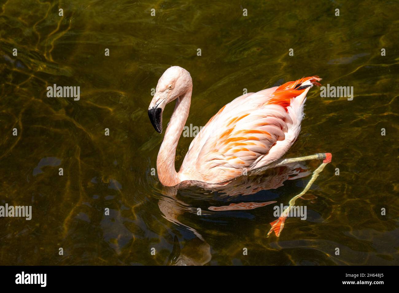 Seattle, Washington, USA. American Flamingo schwimmend im Woodland Park Zoo von Seattle. Stockfoto