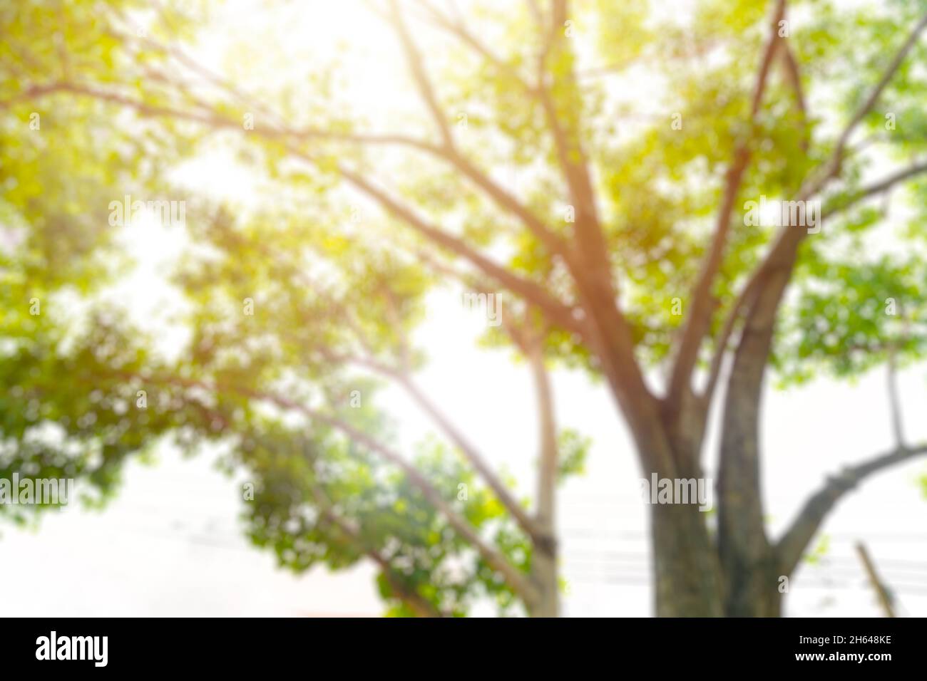 Blur großen Baum grün frisch natürlich für Outdoor-Öko-Produkte Hintergrund Stockfoto