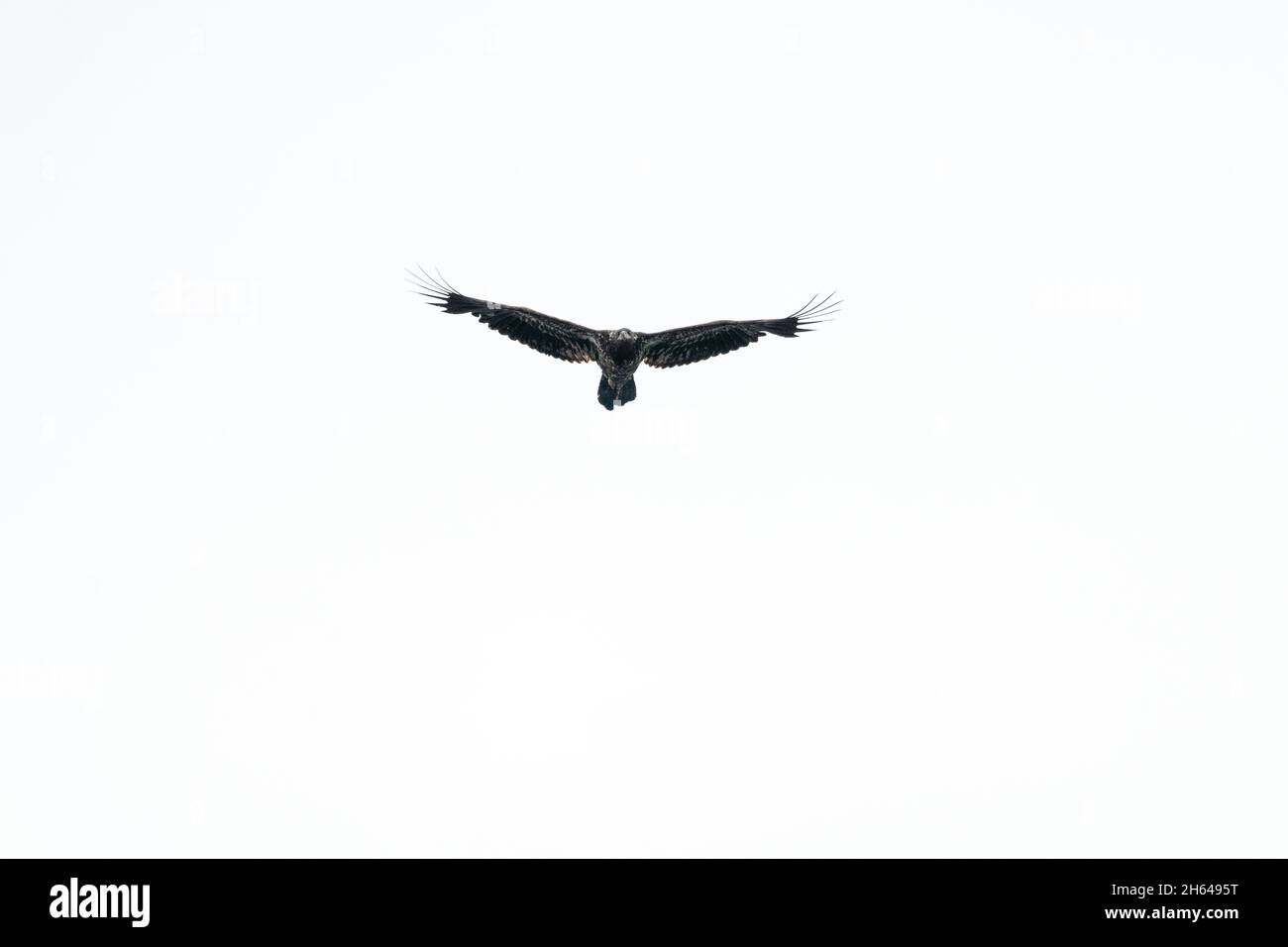 Issaquah, Washington, USA. Juvenile Weißkopfadler im Flug im Lake Sammamish State Park. Stockfoto