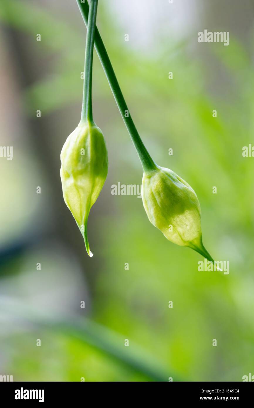 Issaquah, Washington, USA. Nickende Zwiebelpflanze Stockfoto