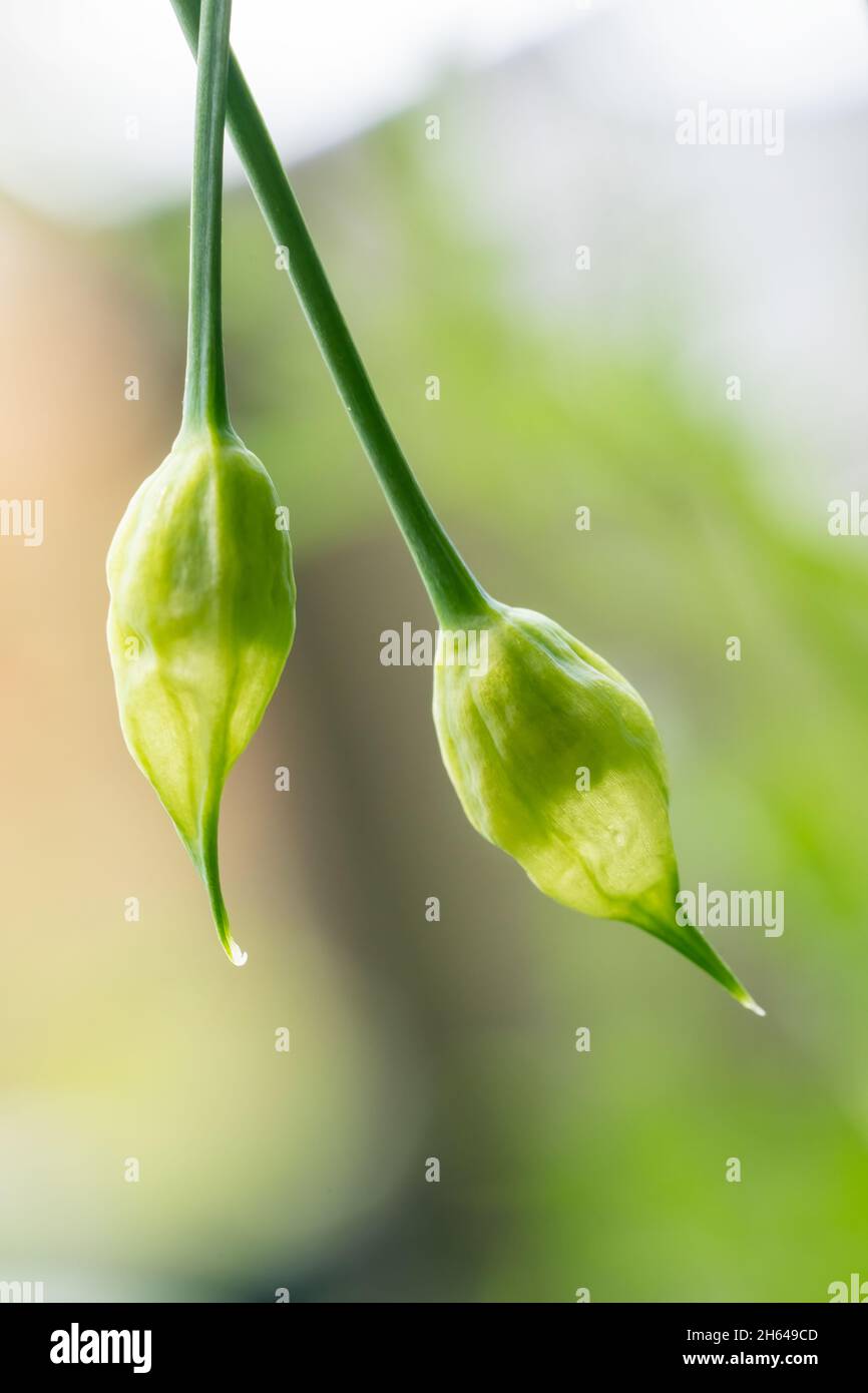 Issaquah, Washington, USA. Nickende Zwiebelpflanze Stockfoto
