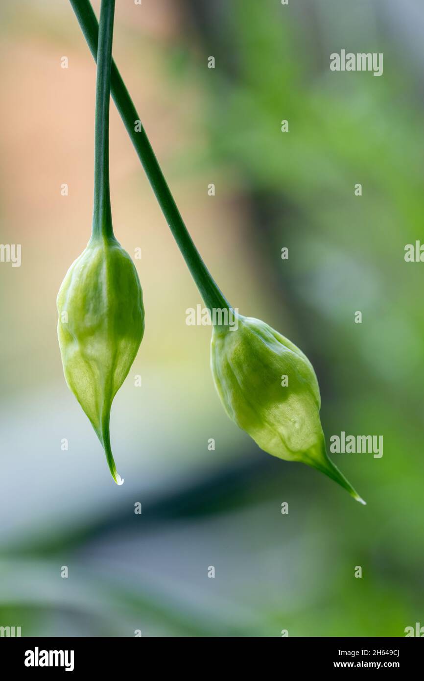 Issaquah, Washington, USA. Nickende Zwiebelpflanze Stockfoto