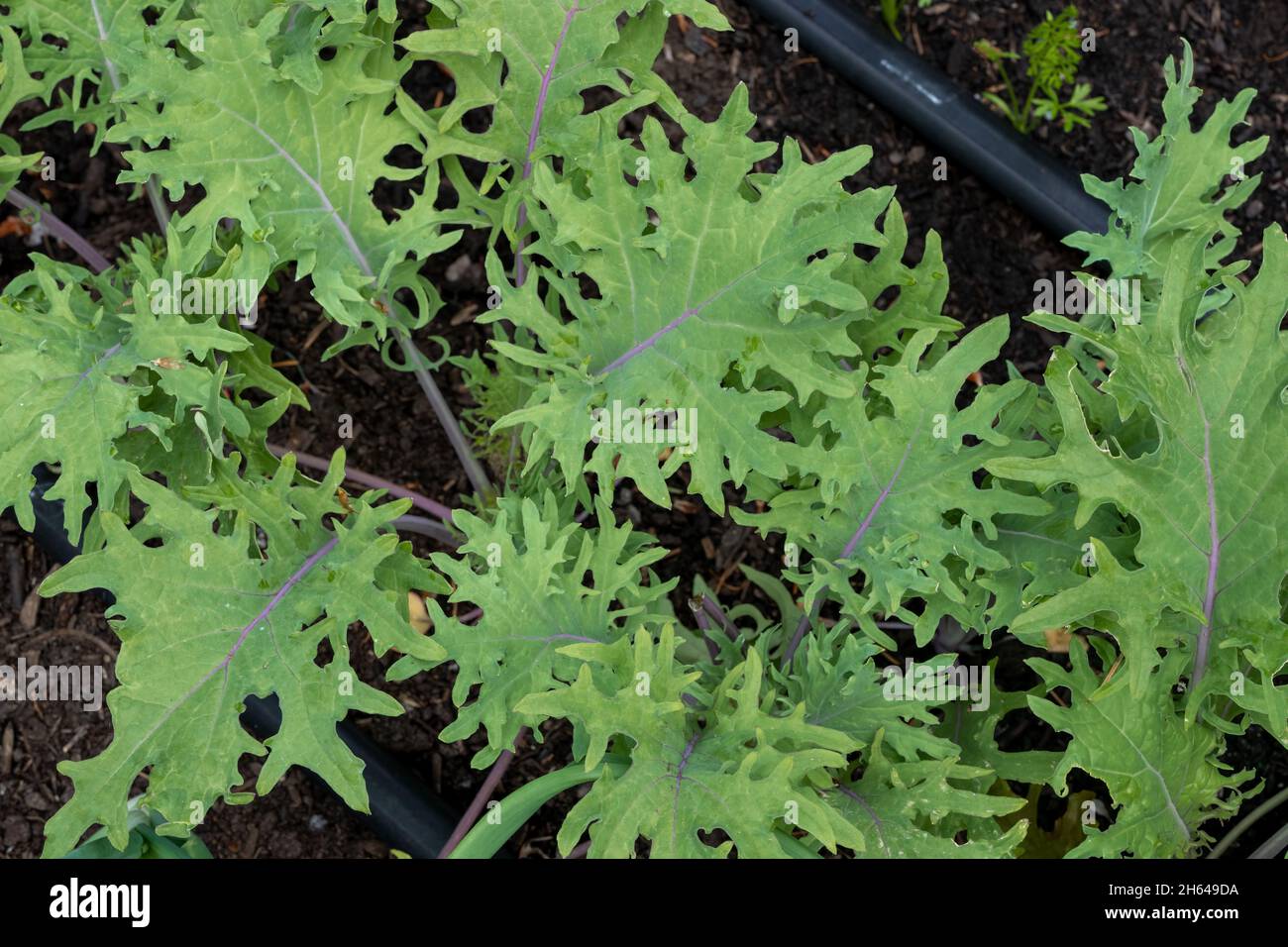 Issaquah, Washington, USA. Russische Rotkale-Pflanzen Stockfoto