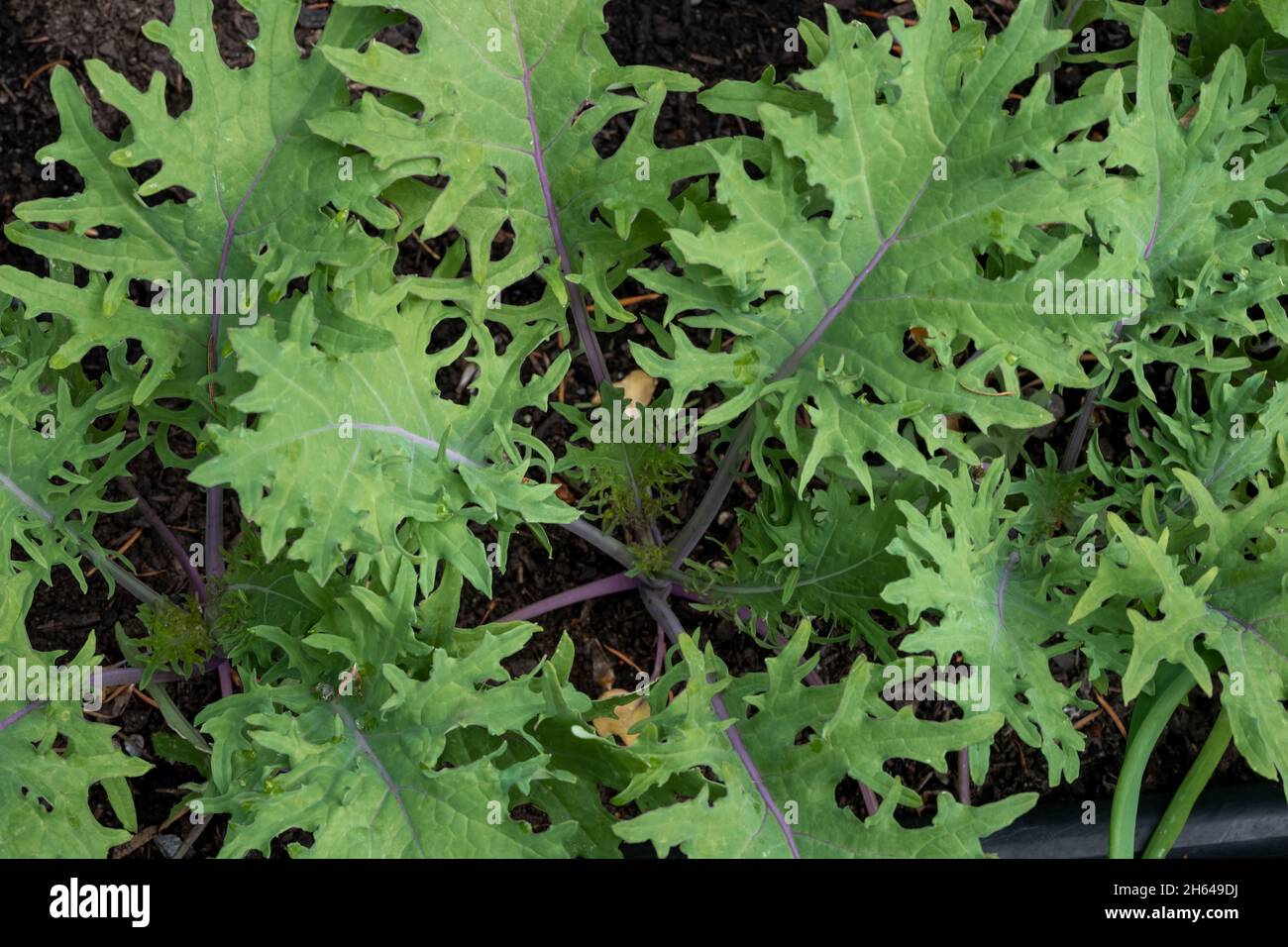 Issaquah, Washington, USA. Russische Rotkale-Pflanzen Stockfoto