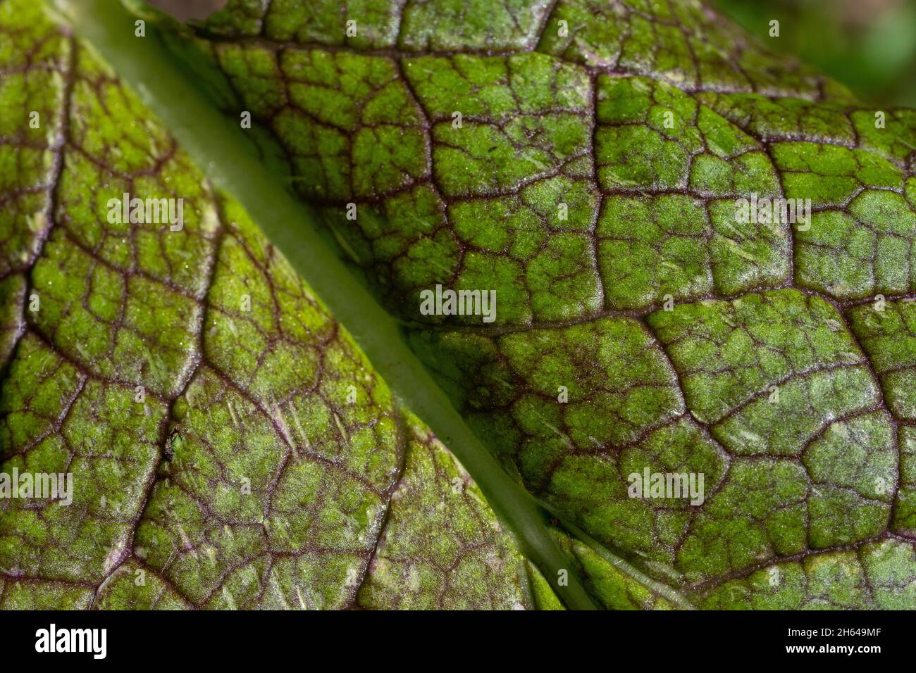 Issaquah, Washington, USA. Nahaufnahme eines Senfgrünen Blattes Stockfoto