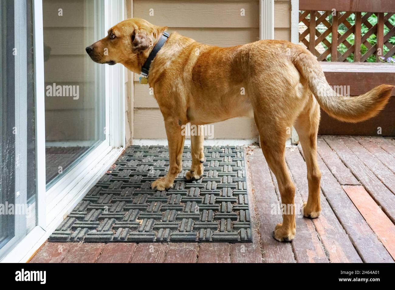 Issaquah, Washington, USA. Red Fox (oder Foxred) Labrador 'Mitchell' bittet darum, ins Haus gelassen zu werden. Stockfoto