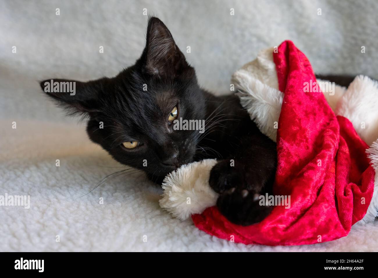 Zwei Monate altes schwarzes Kätzchen, Mr. Pickles, kaut auf dem Pom Pom eines weihnachtsmannes-Hutes (PR) Stockfoto