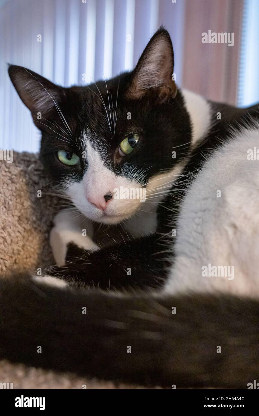 Die schwarz-weiße Katze Mo Mo ruht auf ihrem Katzenturm Stockfoto