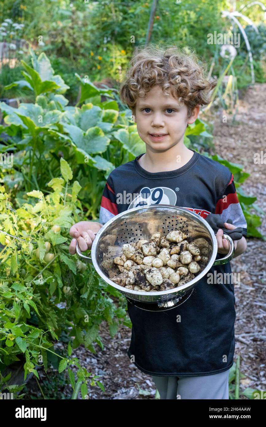 Issaquah, Washington, USA. Der 7-jährige Junge zeigt einen Sieb voller frisch geernteter Jerusalemer Artischocken (Helianthus tuberosus), auch Sunro genannt Stockfoto