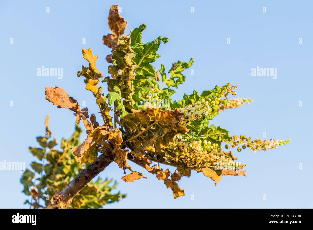 Detail des Weihrauchbaums Boswellia sacra bei Salalah, Oman Stockfoto