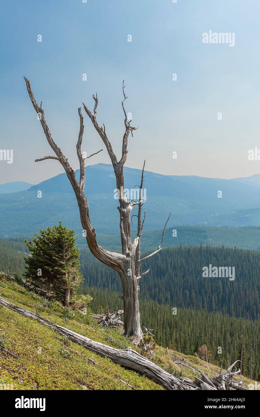 Toter Baum im sub-alpinen Bereich Stockfoto