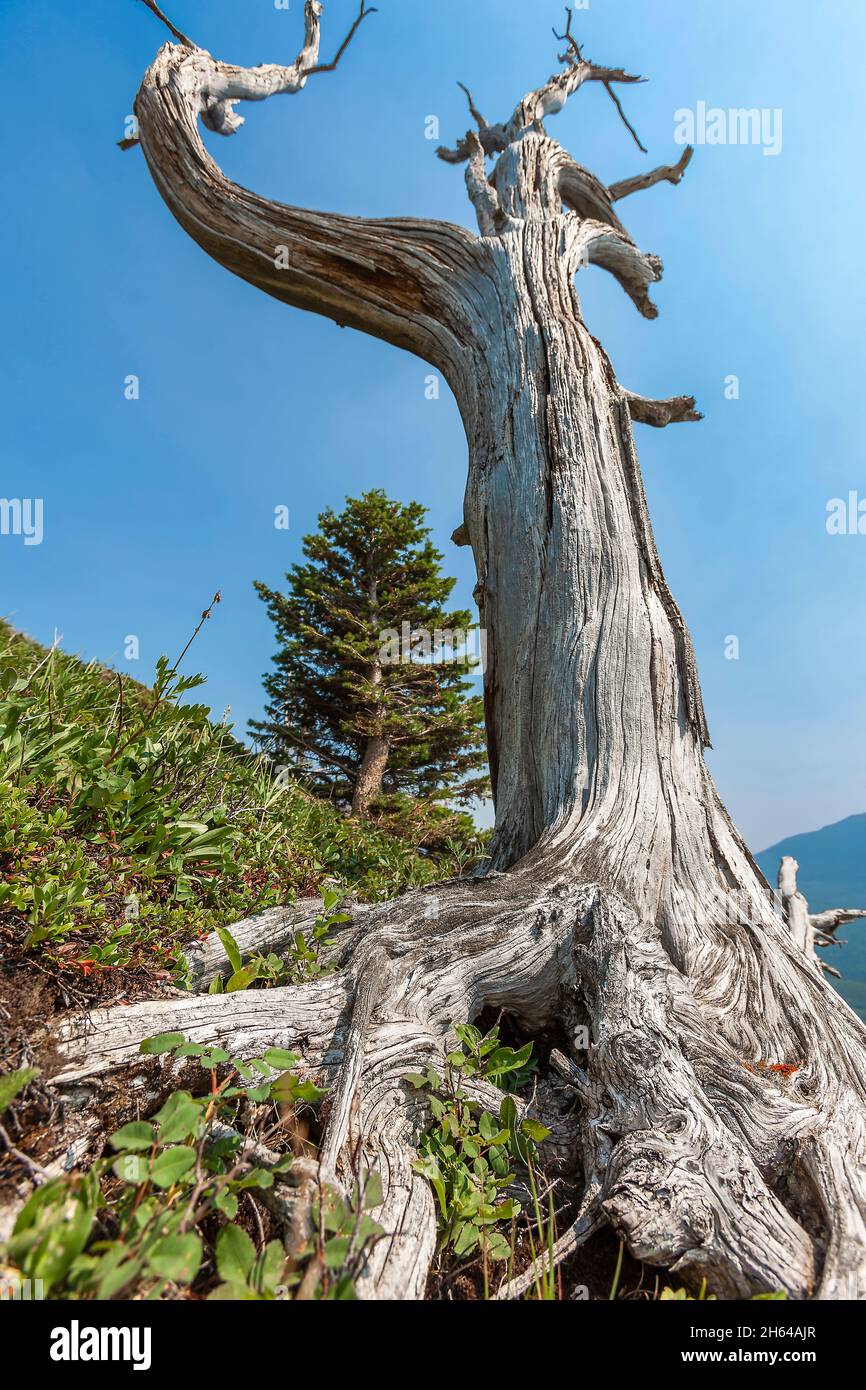 Toter Baum im sub-alpinen Bereich Stockfoto