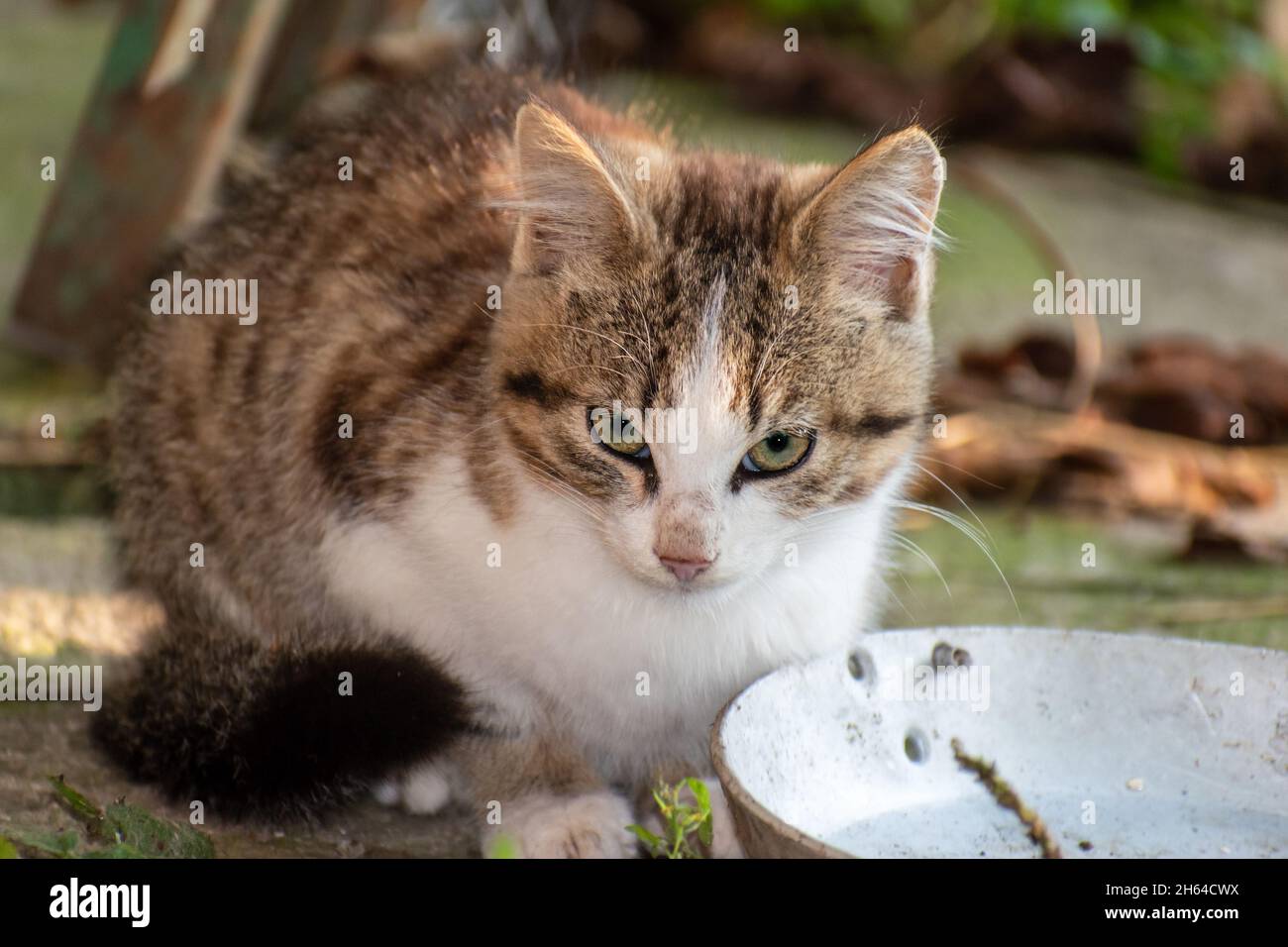 Die Katze sitzt und schaut nach vorne. Wildkatze. Stockfoto