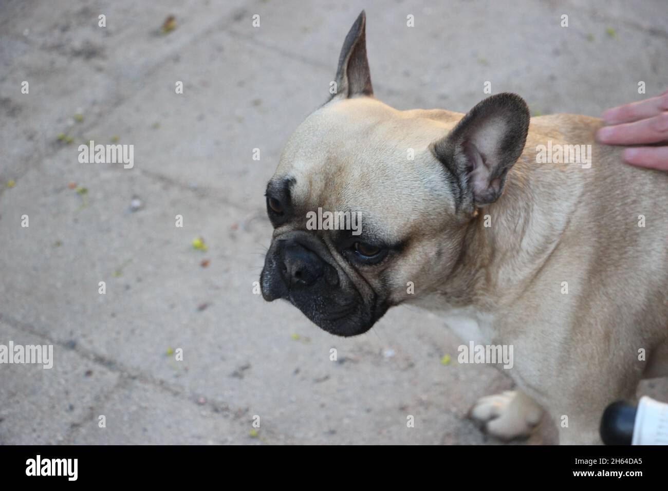 Nahaufnahme eines französischen Bulldoggen, der auf grünem Gras sitzt. Stockfoto