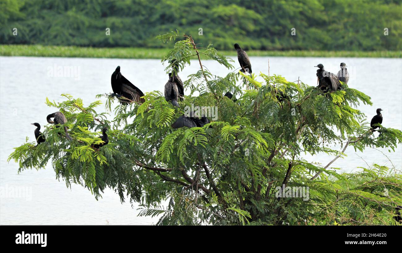 Wasservögel thronten auf einem kleinen Baum im dunklen Hintergrund Stockfoto