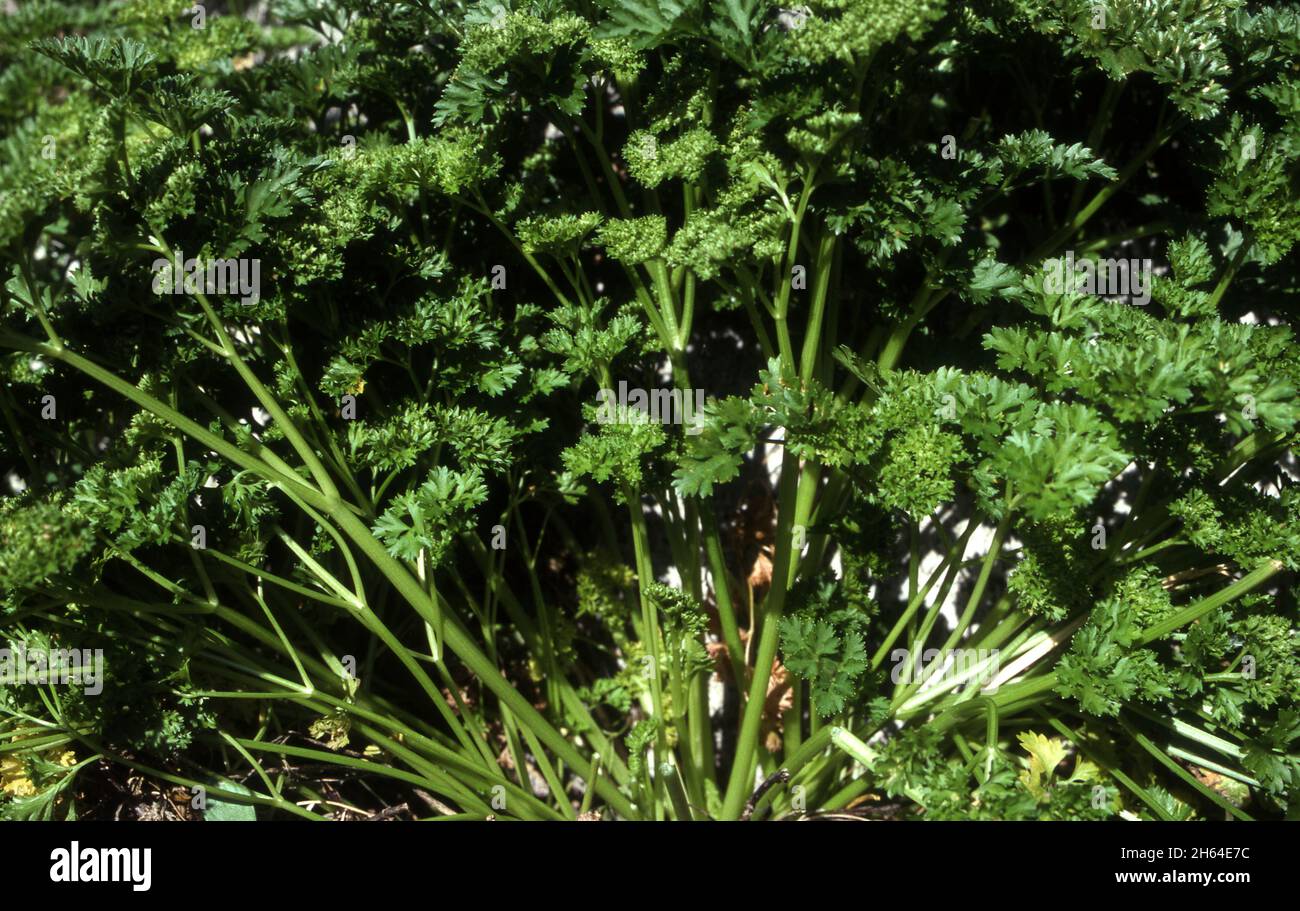 NAHAUFNAHME EINER IN EINEM GEMÜSEGARTEN WACHSENDEN CURLED BLATTPETERSILIE (PETROSELINUM CRISPUM). AUSTRALIEN. Stockfoto