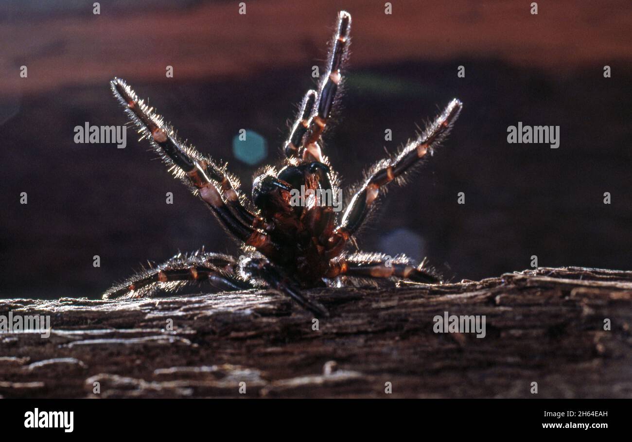 SYDNEY FUNNEL WEB SPIDER (ATRAX ROBUSTUS) IN EINER WARNUNG HALTUNG Stockfoto