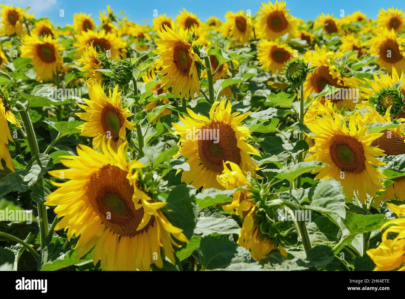 Nahaufnahme der Anzahl von runden, leuchtend gelben Blütenköpfen von Sonnenblumen oder Helianthus-Hintergrundbeleuchtung durch eine helle Sonne Stockfoto