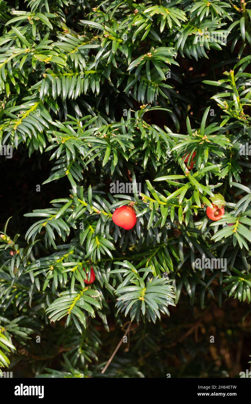Eibe (Taxus baccata) Baum Hedge Früchte, Beeren, Beeren und Blätter giftig, außer für einige Vögel. Stockfoto