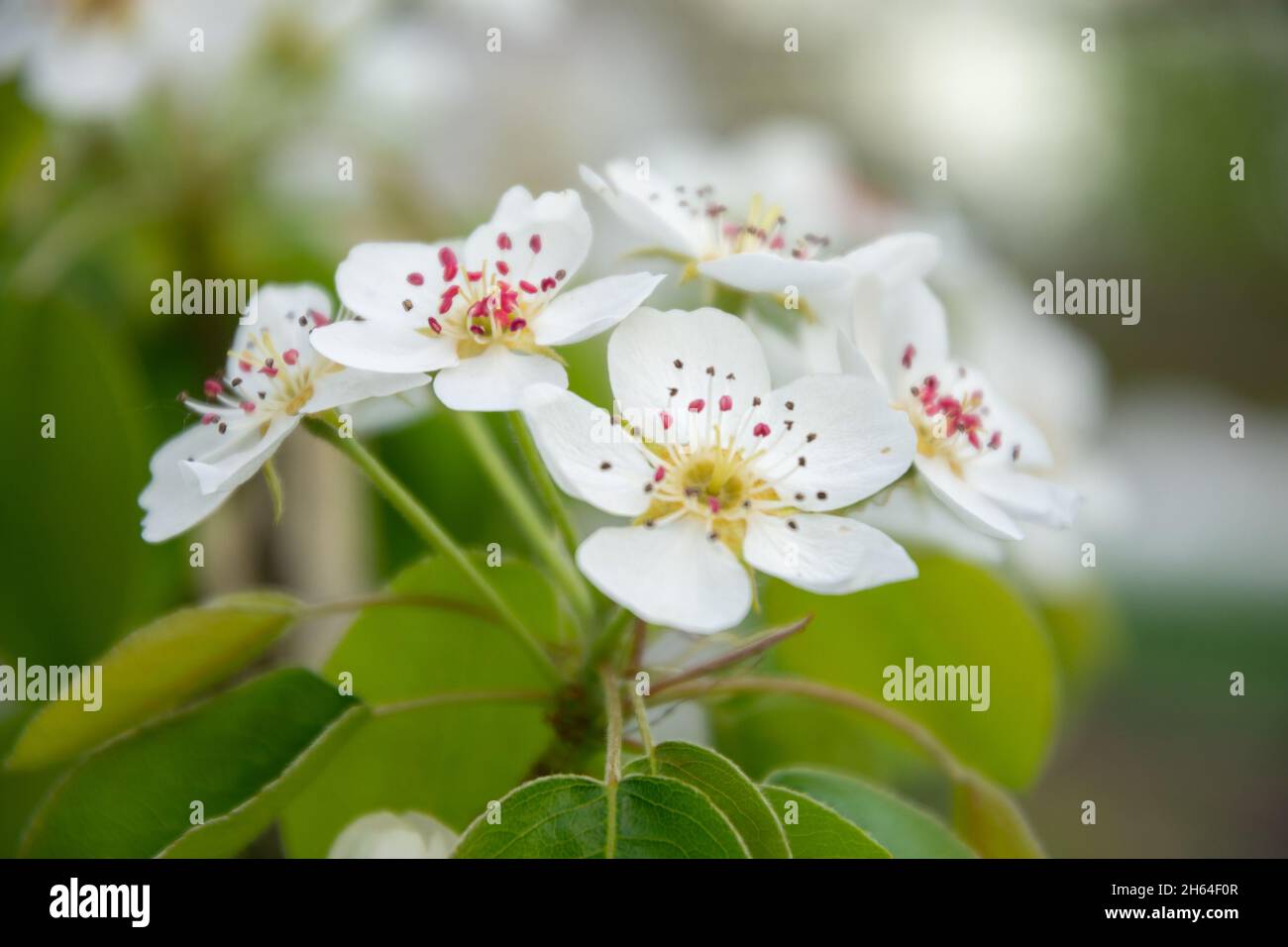 Weiße Blüten auf dem Birnenbaum im Frühling Stockfoto