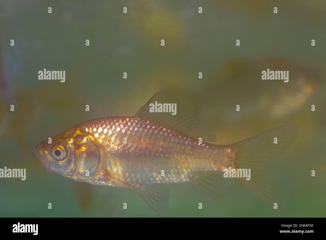 Goldfisch, Gold, Fisch, Carassius, auratus, Nahaufnahme, wild angestammte Form und Farbe, Profil, zeigt Form Flossen Schuppen, seitliche Linie Stockfoto